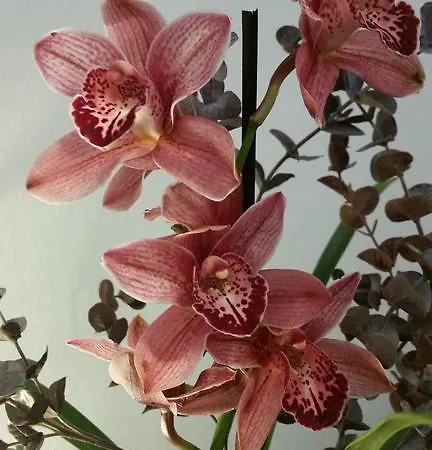 La Maison Des Reves Bed & Breakfast 4*